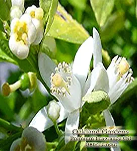 FRENCH LIME BLOSSOM Fragrance Oil - Sweet scent of French lime blossoms with a twist of bergamot and tarragon - By Oakland Gardens