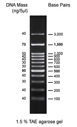 100 bp DNA Marker, 12 Bands, 5x0.5ml