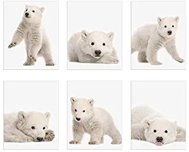 Crystal Minimalist Polar Bear Cubs Prints - Set of 6 (8x10) Unique Adorable Baby Polar Bears Poses and Angles Nursery Photography Wall Art Decor
