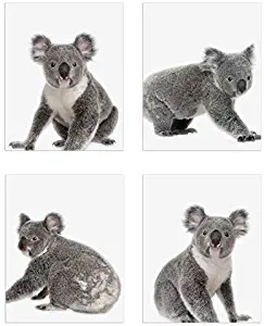 Crystal Minimalist Koalas Prints - Set of 4 (8x10) Unique Koala Poses and Angles Nursery Photography Wall Art Decor